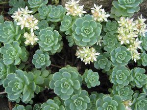 Rhodiola pachyclados