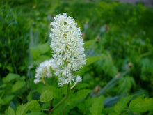Load image into Gallery viewer, Actaea pachypoda - Baneberry
