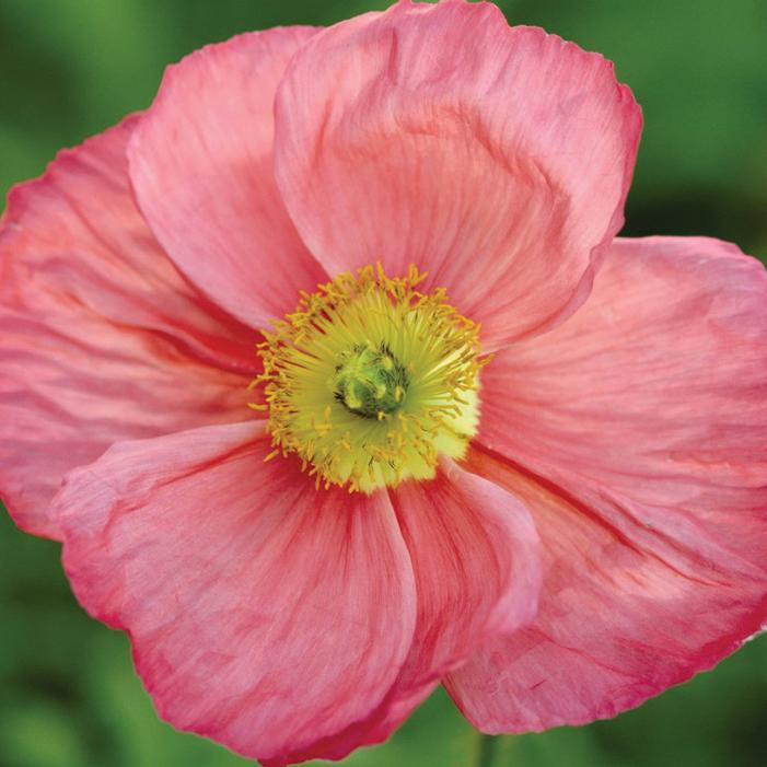 Papaver n. 'Champagne Bubbles'