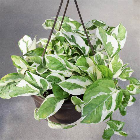 Epipremnum aureum 'Pearls & Jade'- Pothos