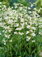Load image into Gallery viewer, Penstemon digitalis
