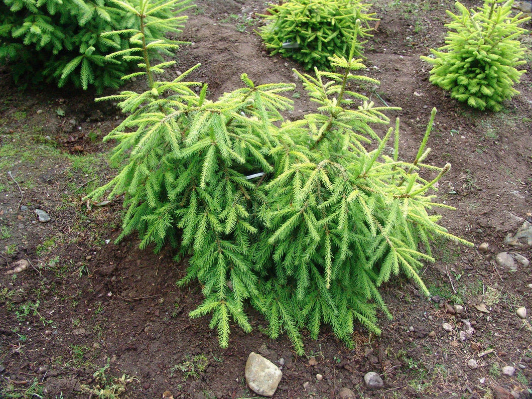 Picea abies 'Dandylion' - Dandylion Norway Spruce