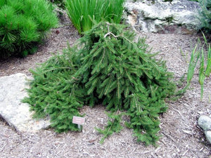 Picea abies 'Formanek' - Formanek Norway Spruce