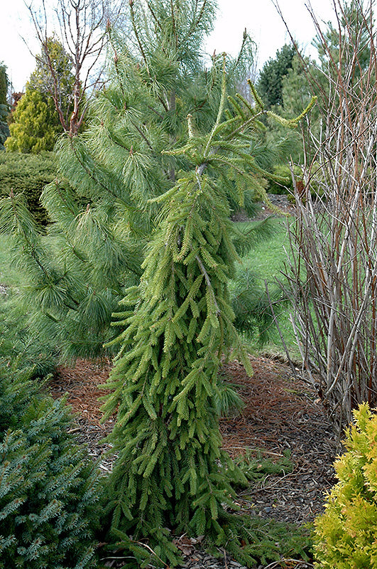 Picea abies 'Frohburg' - Frohburg Norway Spruce