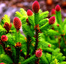 Load image into Gallery viewer, Picea abies &#39;Pusch&#39; - Pusch Norway Spruce
