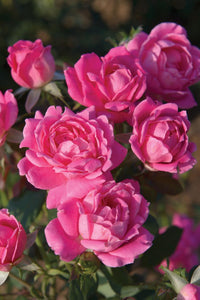 Rosa 'Double Pink Knock Out' - Shrub Rose