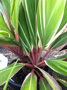 Cordyline 'Pink Diamonds'