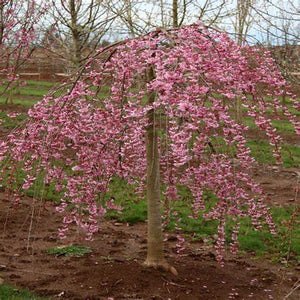 Prunus 'Pink Cascade' - Weeping Cherry