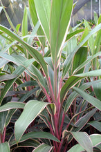 Load image into Gallery viewer, Cordyline &#39;Pink Diamonds&#39;
