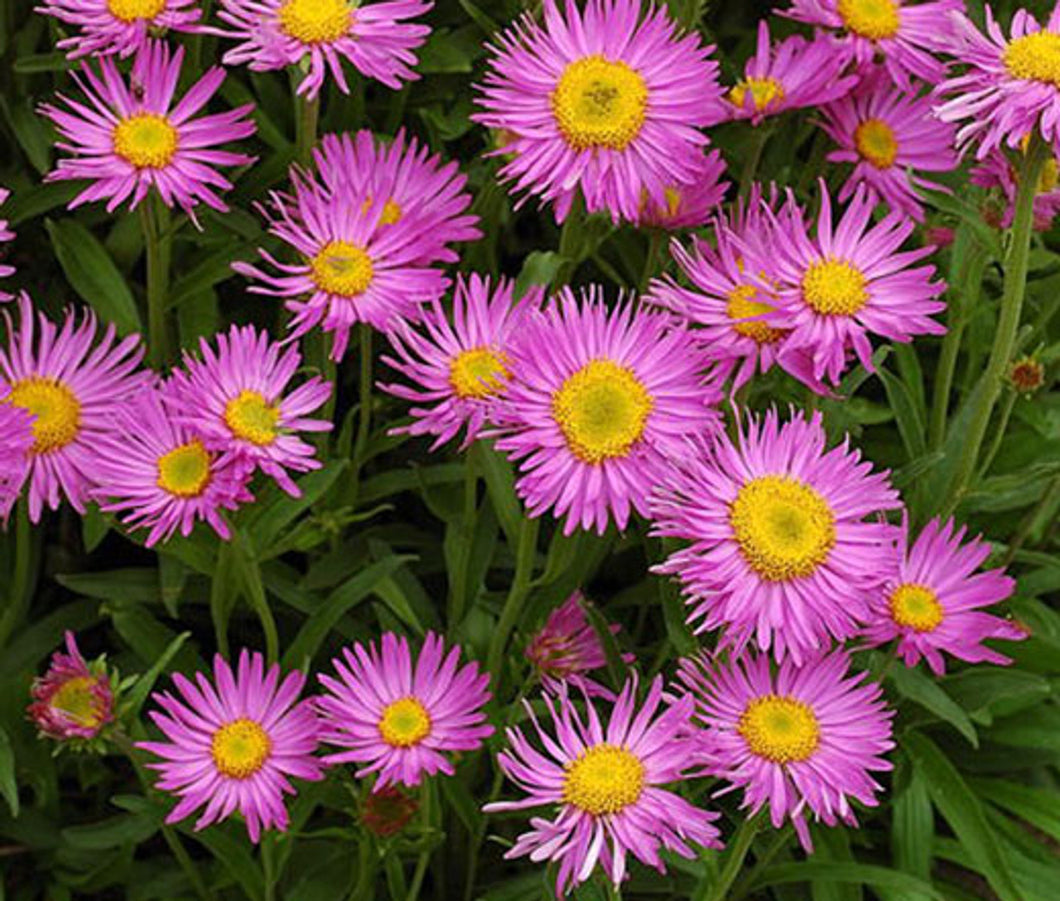 Aster alpinus 'Pinkie' - Alpine Aster