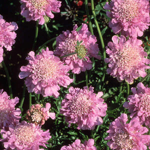 Scabiosa 'Pink Mist'