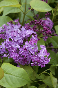 Syringa x hyacin. 'Pocahontas' - Lilac