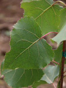 Populus sargentii 'Jeronimus' - Cottonwood Tree