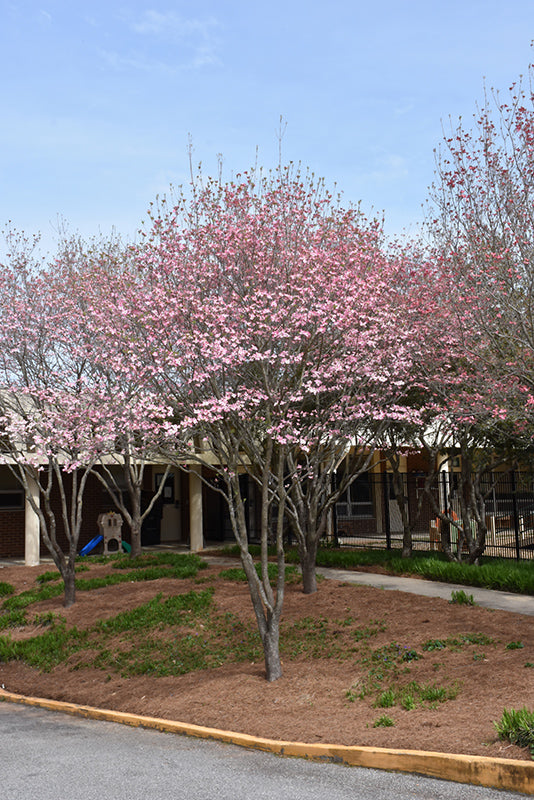 Cornus fl. 'Prairie Pink' - Florida Dogwood