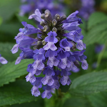 Load image into Gallery viewer, Nepeta sub. &#39;Prelude Blue&#39;
