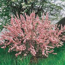 Load image into Gallery viewer, Prunus glandulosa &#39;Rosea&#39; - Pink Flowering Almond
