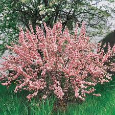 Prunus glandulosa 'Rosea' - Pink Flowering Almond