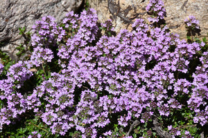 Thymus pra. 'Purple Carpet' - Wooly Thyme