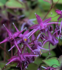 Epimedium 'Purple Prince' - Barrenwort