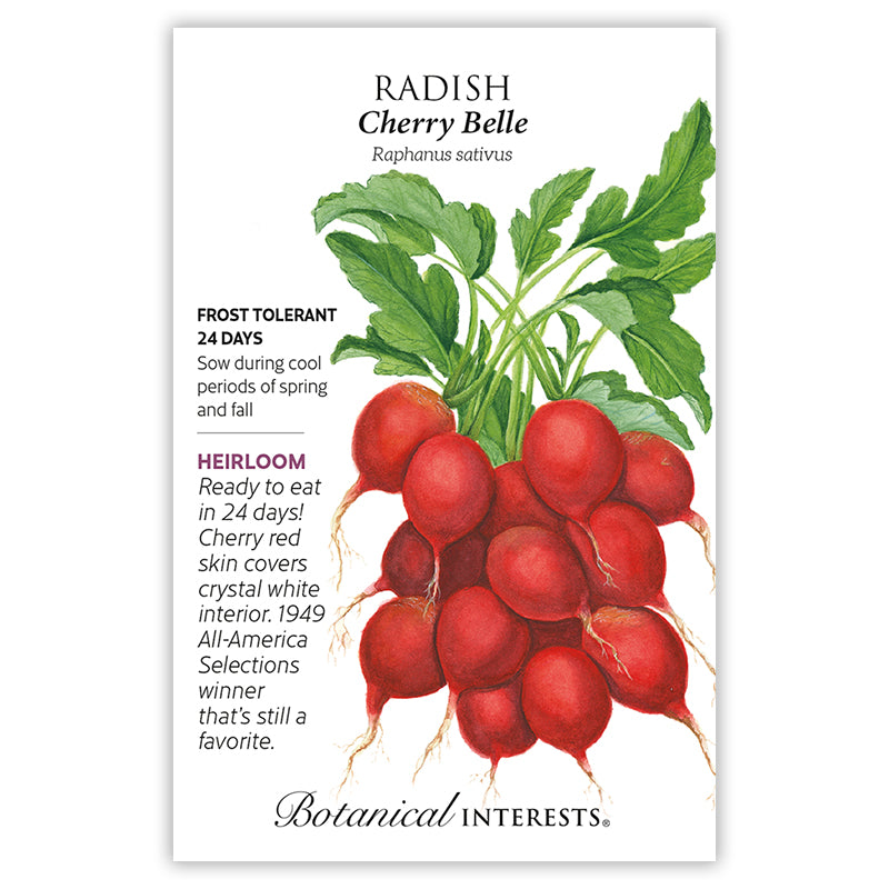 SEEDS: Radish - Cherry Belle - Organic