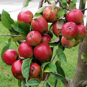 Malus 'Red Delicious' - Apple