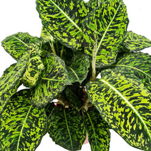 Load image into Gallery viewer, Dieffenbachia &#39;Reflector&#39; - Dumb Cane
