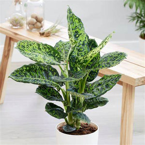 Dieffenbachia 'Reflector' - Dumb Cane