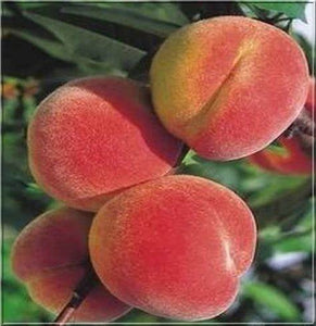 Prunus 'Reliance' - Peach