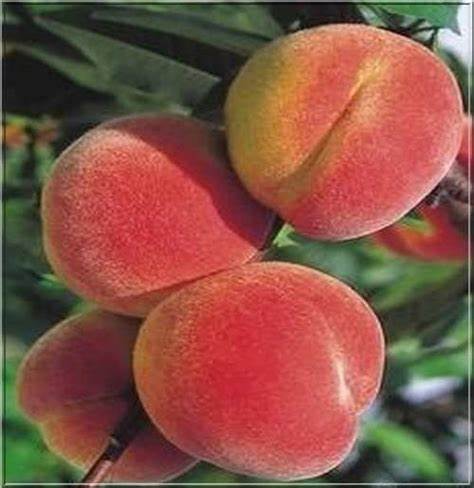 Prunus 'Reliance' - Peach