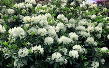 Load image into Gallery viewer, Rhododendron &#39;Chionoides&#39;
