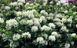 Rhododendron 'Chionoides'