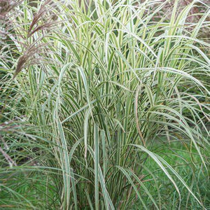 Miscanthus s. 'Rigoletto'