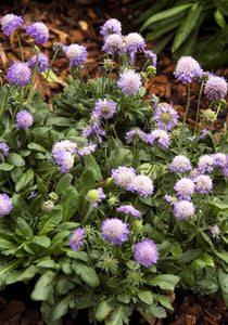 Scabiosa 'Ritz Blue'