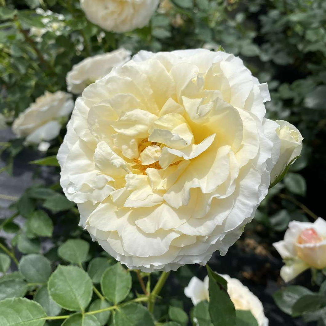 Rosa 'Reminiscent Crema' - Shrub Rose