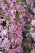 Load image into Gallery viewer, Prunus glandulosa &#39;Rosea&#39; - Pink Flowering Almond
