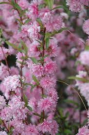 Prunus glandulosa 'Rosea' - Pink Flowering Almond