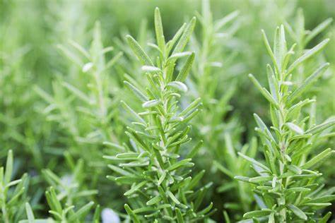 Rosemarinus - Rosemary