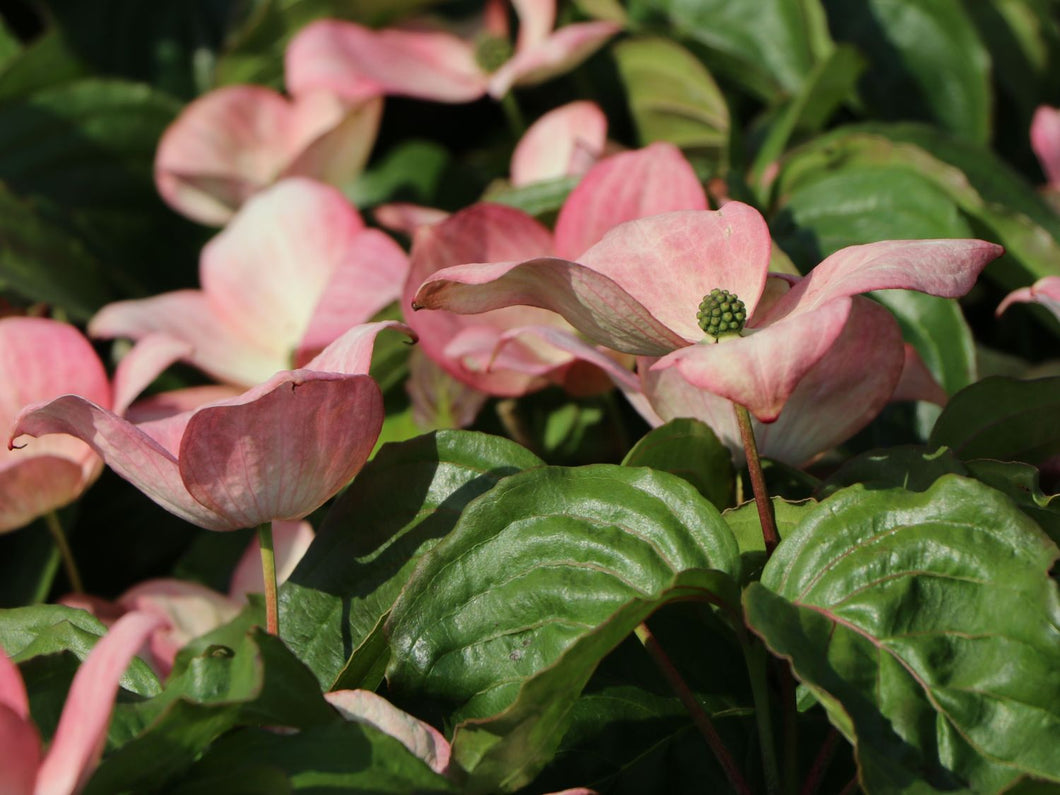 Cornus kousa 'Rosy Teacups'