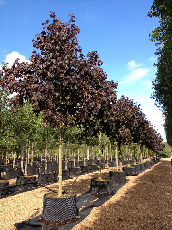 Acer plat. 'Royal Red’ - Red Norway Maple