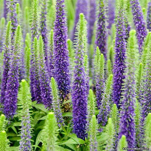 Veronica 'Royal Candles' - Speedwell