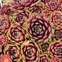 Load image into Gallery viewer, Sempervivum &#39;Ruby Heart&#39; - Hens and Chicks
