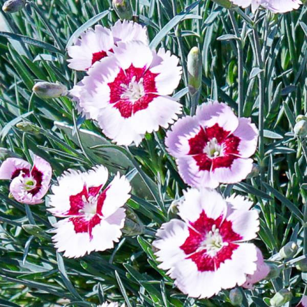 Dianthus 'Ruby Snow'