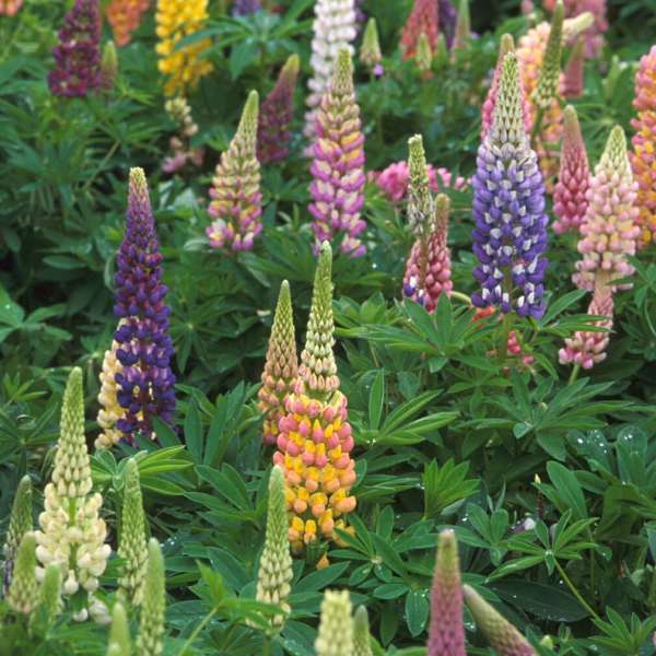 Lupinus 'Russell Hybrids' - Lupine Mixed – Pondside Nursery