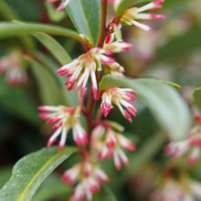 Load image into Gallery viewer, Sarcococca &#39;Sweet &amp; Lo&#39;

