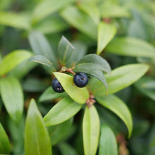 Load image into Gallery viewer, Sarcococca &#39;Sweet &amp; Lo&#39;
