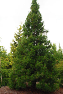 Sciadopitys vert. 'Winter Green' - Japanese Umbrella Pine
