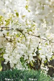 Wisteria brach. 'Shiro Kapitan' – Pondside Nursery