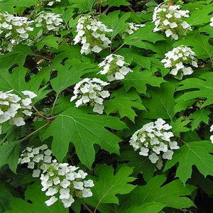 Hydrangea quer. 'Sike's Dwarf' - Oakleaf Hydrangea
