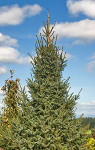 Picea omorika 'Silberblue' - Serbian Spruce