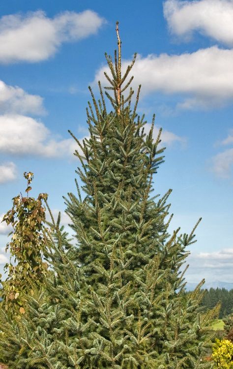 Picea omorika 'Silberblue' - Serbian Spruce